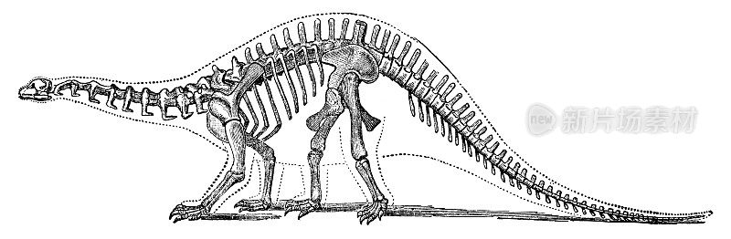 雷龙恐龙骨架(雷龙Excelsus) - 19世纪